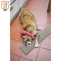 「夏威夷」愛玩的貓抓板是粉絲所贈。