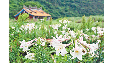 龜山島於3月下旬會開始百合花季，惜花人士一定愛上。