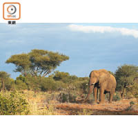 大象能幫助中非森林不少樹木傳播種子，有助平衡生態，但每年都有不少大象因象牙而遭獵殺。