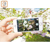 iPhone SE用上1,200萬像素鏡頭，拍攝水準跟得上iPhone 6s。