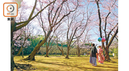 這兩位是我在「後樂園」櫻林碰到第N對來影結婚相的夫妻。