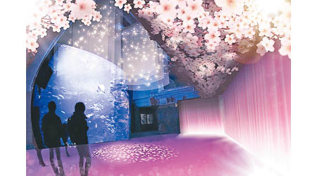 京都水族館的期間限定活動會於大水缸周邊製造出一個櫻花空間。