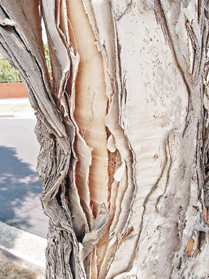 (C)https://commons.wikimedia.org/wiki/File:（85）_Paperbark.jpg