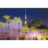 攞啱角度的話，可同時將東京晴空塔和紫藤花攝於鏡頭內。