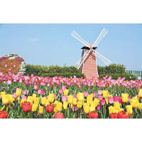 韓國的泰安鬱金香節，被譽為世界五大鬱金香節之一。