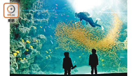 色彩繽紛、物種豐富的珊瑚礁海域，是全館最受小朋友歡迎的展區。