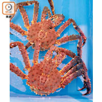 活生生的鱈場蟹，每隻只售￥9,000（約HK$654）。