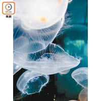 水母不但有很強的生命力，能夠存活於多種海洋環境，對人類來說，更有視覺治愈作用。