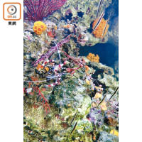 珊瑚內的微生態繽紛精彩，讓人不禁駐足欣賞。