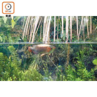 大型玻璃魚缸清楚展示植物與水中生態的互動。