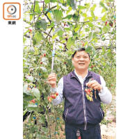 莊主洪俊義在酒莊種植玉女小番茄，愈種愈沉迷。