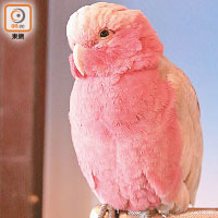 粉紅色鸚鵡原來最高傲，巴閉啦你。