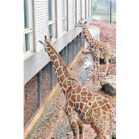 六福村內的「非洲部落」飼養了超過150種野生動物。