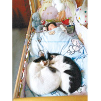 小攤出生後，Kylie任由貓咪接近女兒，甚至讓牠們睡在BB床。
