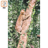 如此的爬樹裝飾，讓孟加拉貓散發着難得的野性魅力。