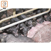 黑毛母豬每胎約有8至10隻小豬，較白母豬每胎10至12隻為少，加上較易難產，故生產力遠遜白豬。