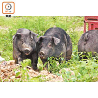 黑毛豬愛走動，農場工作人員每星期都會放牠們到「運動場」鍛煉身體，練成一身結實的肉質。