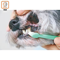 主人可利用牙刷和狗隻專用牙膏，替愛犬清潔牙齒。