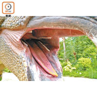 每隻恐龍「肉地」都是軟綿綿，係衰在有啲蛀牙。