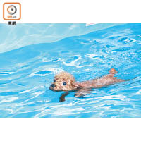 如果狗狗已學懂游泳，可脫下救生衣，讓牠游得更暢快。