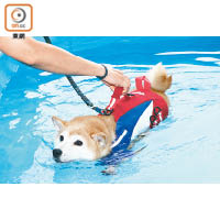 輕力提起救生衣，有助狗狗在水中前進。