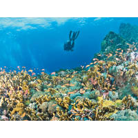 豐富嘅珊瑚群、珊瑚石係台灣綠島嘅特點，以廣角影水底風景已經好靚。