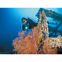鋼鐵珊瑚礁雖然係人工放下嘅鋼鐵框，但有很多珊瑚在上面生活。