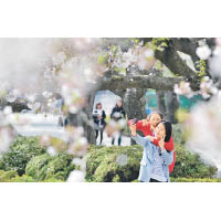 櫻花季節，大學更成為賞櫻名所。