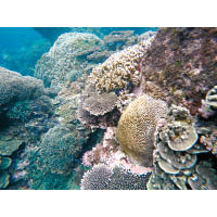 珊瑚雖美，但游近時小心別踢毀牠們。