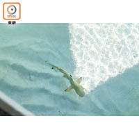 早上較少人的時段，Resort的淺水區亦不時發現小鯊魚的影蹤。