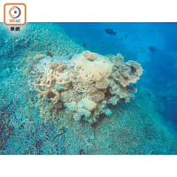 海底的珊瑚白化情況比想像中嚴重。