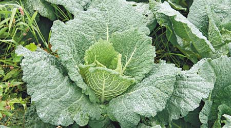 https://commons.wikimedia.org/wiki/File:Savoy_Cabbage.jpg