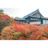 京都的神社寺廟將紅葉的美襯托得淋漓盡致。