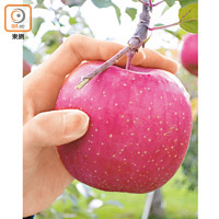 將蘋果抓緊，並以食指輕輕把果椗往下壓，便能輕鬆摘下果實。