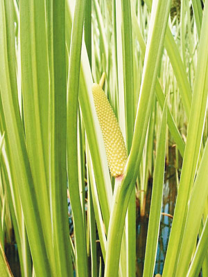 (C)https://upload.wikimedia.org/wikipedia/commons/3/37/Acorus_calamus1.jpg