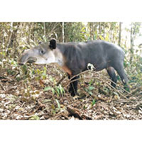 船程途經兩大國家公園，可接觸到貘等野生動物。