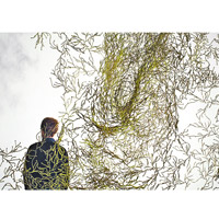 Algue<br>2004年設計的壁飾，看似一堆亂草，靈感源自水，藉此反映未來日子將出現水源不足的問題。