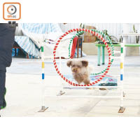 狗店長們經過專業訓練，能做出跨欄、守龍門等動作，討人歡喜。