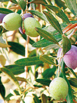 https://commons.wikimedia.org/wiki/File:Olivesfromjordan.jpg