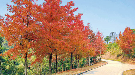 12月正是大棠紅葉最茂盛之時，美景造就該處成郊遊熱門地點。（漁護署網頁圖片）
