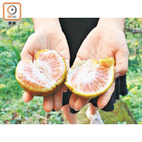 仙湖的柑橘雖種在山坡，但同樣美味香甜。