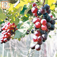 種植葡萄時都會套上紙袋，直至熟到準備採摘才會「開封」。
