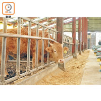 濟州韓牛佔全國產量7%，1++、1+及1這三個級別品質最佳。