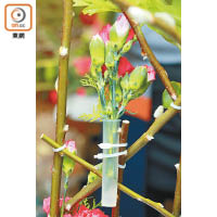 在花盆旁邊的銀柳棚架上，繫上幾個透明器皿，用作擺放小丁等花材，隨意加點賀年飾物即成。