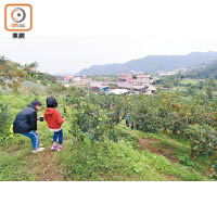 金棗園佔地1.1公頃，約有45%耕地用作親子採果用途。