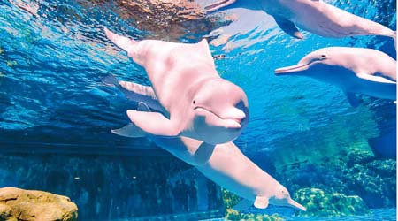 被列為國家一級保護野生動物的中華白海豚，剛於1月在珠海長隆海洋王國登場。
