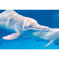 身處園區之內，可以近距離欣賞白海豚的優美姿態。