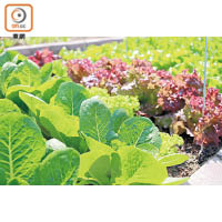 工作室對開的農地可供租用，大家可在此種植香草、沙律菜、番茄、芹菜等。