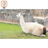 大羊駝<br>性格最溫馴，身形亦最大的大羊駝，因駝毛最粗糙，主要用作運輸工具。