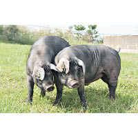 濟州黑毛豬在自然純淨的環境中成長，加上沒有注射催生劑及激素，肉質零舍爽脆。（互聯網圖片）